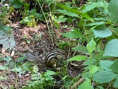 -五营红松林海景区