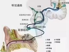 -自然之声助听器·呼吸机(和平店)