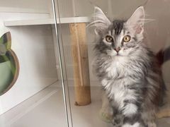 -Bastet sally猫舍购宠(静安店)