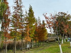 -贡湖湾湿地公园