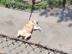 -大连森林动物园