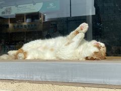 -瑞派长江宠物医院·猫科·外科·24小时夜护(谊城公寓分院)