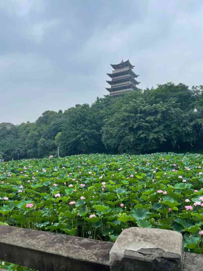海棠公园-"去荣昌随便逛了一下它的海棠公园,公园不算.