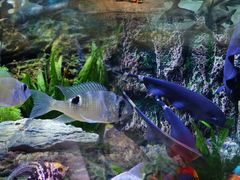 -上海海洋水族馆