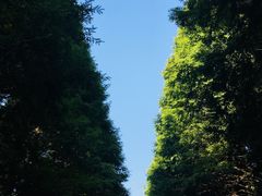 -山王坪喀斯特国家生态公园