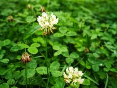 -五营红松林海景区