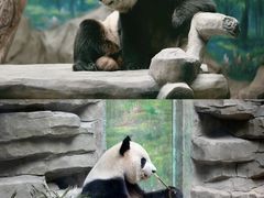 -灵玲国际马戏城