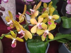 -秦美花卉(天朗·莱茵小城2期店)