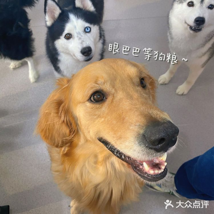 南京探店 | 大型犬狗咖🐕哈士奇金毛随便撸