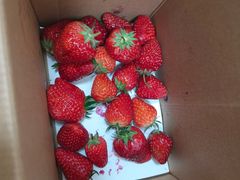 -小鱼草莓采摘园农家乐·小鱼餐厅