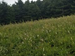 -白草畔自然风景区