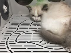 -乐琪宠物医院·犬猫专科·骨外科·急重症
