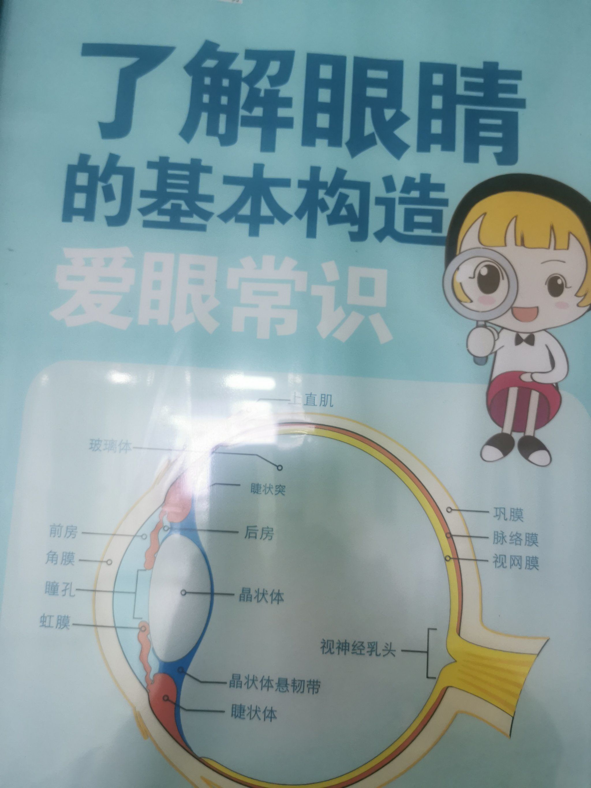 了解我们眼睛的基本构造