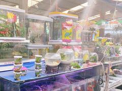 -曲阳花鸟市场(曲阳路店)