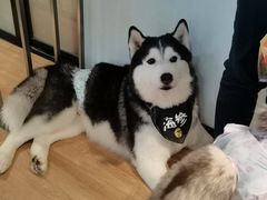 -Husky Go! 哈士奇体验馆·宠物咖啡厅狗咖