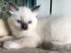 -瑞派动物医院·绝育·犬猫全科·预防医学(光景江南中店)