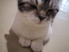 -藏猫猫咖啡主题馆(中央大道店)