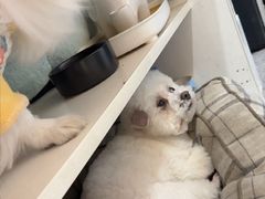 -四月宠物医院·猫专科·心脏专科·内科(转塘店)