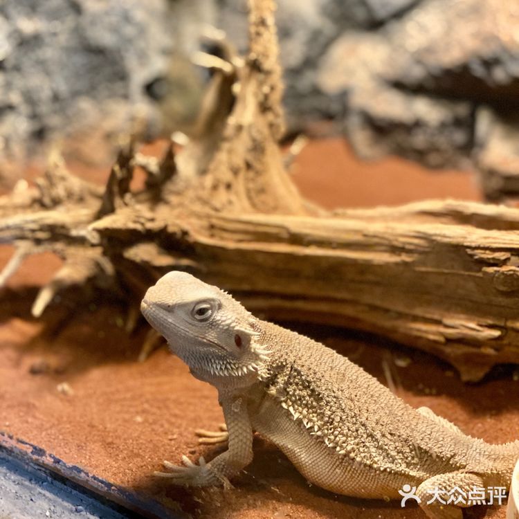 济南卡尔的萌宠庄园