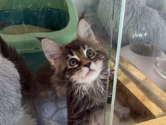 -糯米喵星人总部直营旗舰店·猫舍·幼猫出售