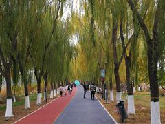 -大兴滨河森林公园