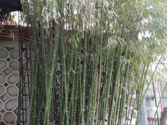 -蔡田福佛跳墙(官驿街店)