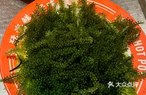 Live Sea Grapes