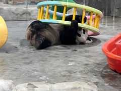 -栾川竹海野生动物园