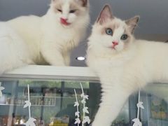 -喵的天空名猫咖啡馆·撸猫·猫舍·用品