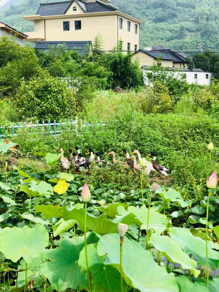 茅塘古村落-"茅塘古村落是山沟沟风景区的组成部分之一.