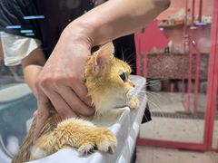 -FAELING PETS美天灵宠物(合生汇店)