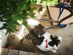 iphone_upload_pic-海边的猫和咖啡馆