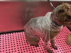 -爱宠屋pet shop·宠物洗澡·宠物美容