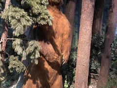 -陕西自然博物馆