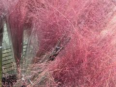 -重庆市江北嘴中央商务区中央公园