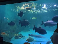 -烟台海昌鲸鲨海洋公园