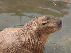 -廊坊固安福朋喜来登酒店