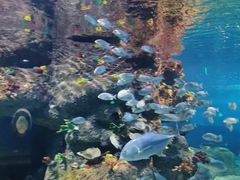 -沙沙哗啦海洋馆(华宇百花谷店)