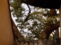 -西园戒幢律寺