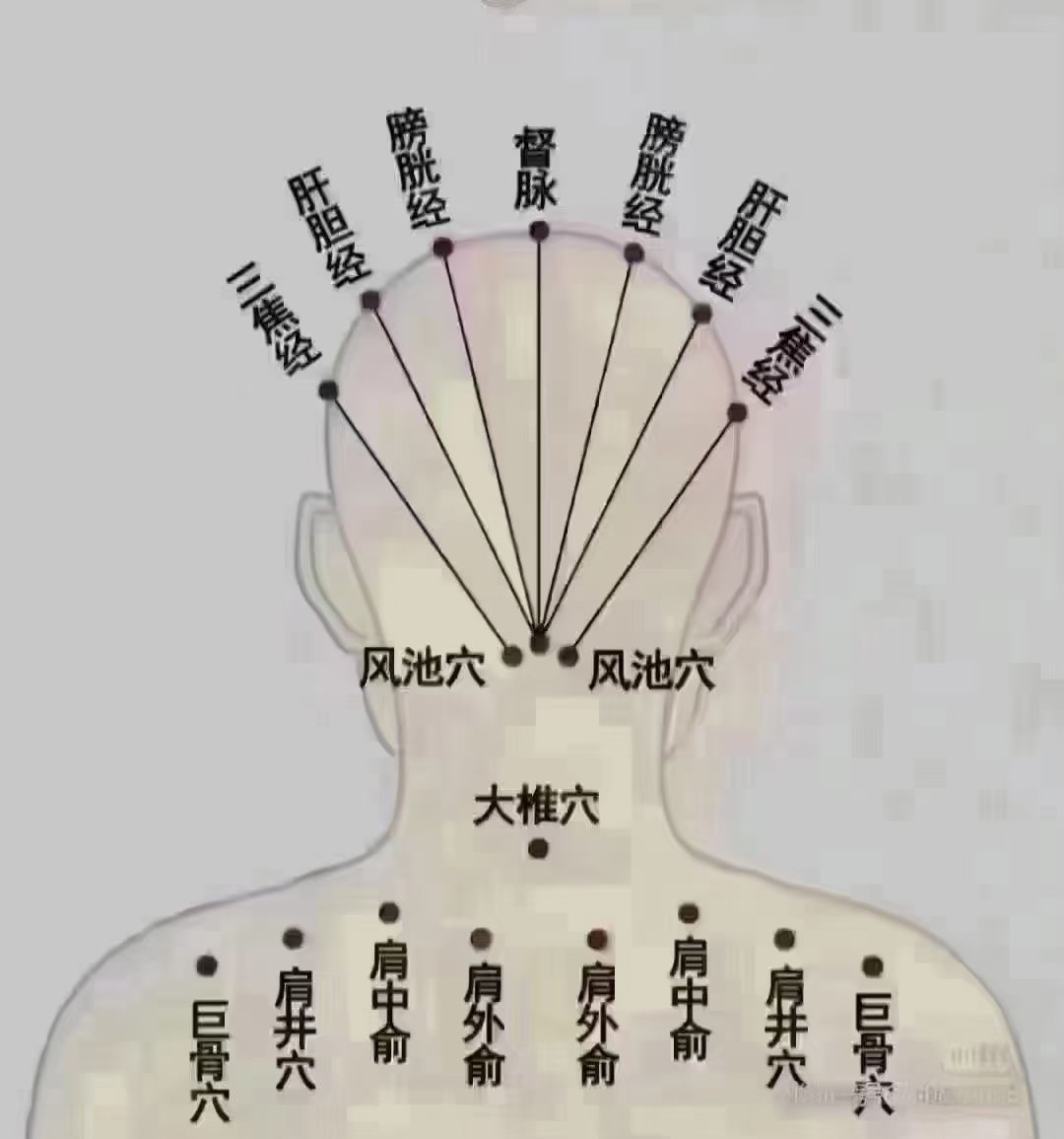 后脑的经络图解图片