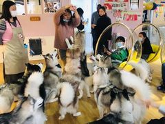 -Husky Go! 哈士奇体验馆·宠物咖啡厅狗咖