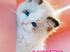 -麒麟缅因猫舍·十五年缅因猫选购中心