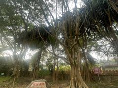 -瑞丽独树成林风景区