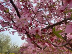 -古柏渡丰乐樱花园