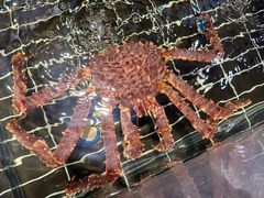 -好兄弟郭巨海鲜(天一阁店)