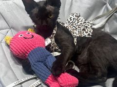 -pd派德宠物中心医院24H急重症·眼科中心·血液透析中心(嵩山北路店)