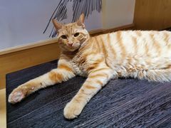 -滚猫咖啡·猫咖·猫友好撸猫(未来城店)