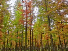 -广富林郊野公园