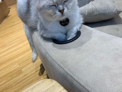 -啵啵喵·猫咖(攀华国际店)