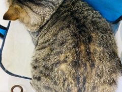 -老吴的猫·猫舍(新区店)